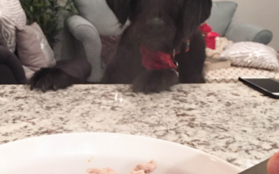 Turkey Pumpkin Treats & Omega 3’s