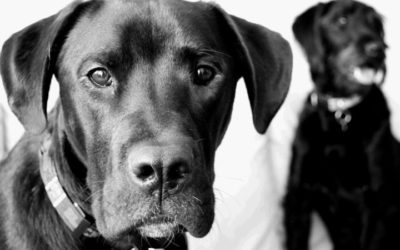 My Puppy Mill Survivor, Hudson