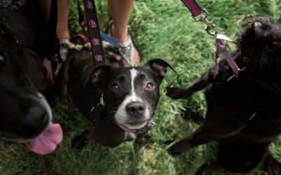 Living with & Caring for a Chronically Ill Dog