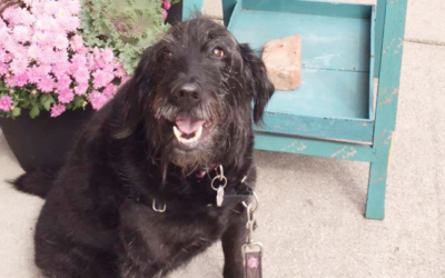 Izzy’s Latest Adventure: Indianapolis