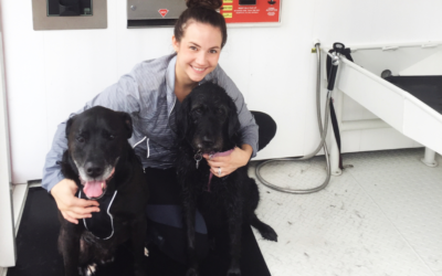 The Pet Wash for DIYers + Giveaway