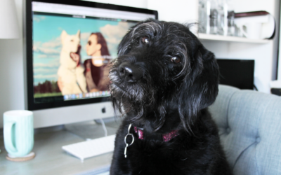 The New Go-to Marketplace for Dog Parents