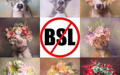 Something Terrible Could Happen to Pit Bulls in Montreal