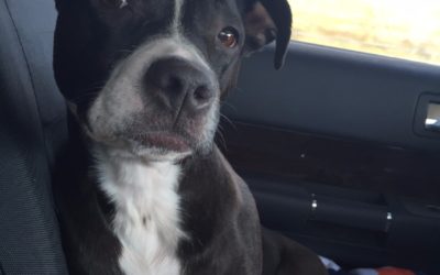 On the Road with Dogs & Tips