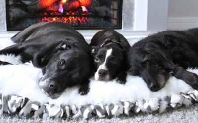 DIY Faux Fur Dog Bed – No Sew