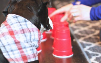 Five Indoor Games for Dogs
