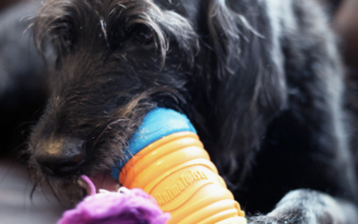 Keep a Busy Dog Busy