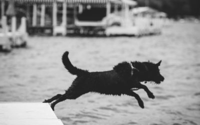 101 Things To Do with Your Dog