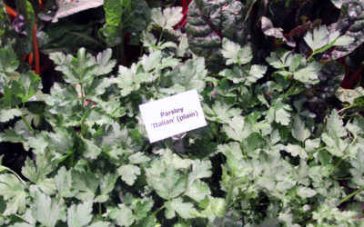 What Veggies & Herbs to Plant for Your Dog