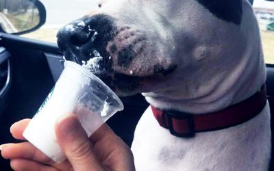 Rescue Dog of the Month: Corrine