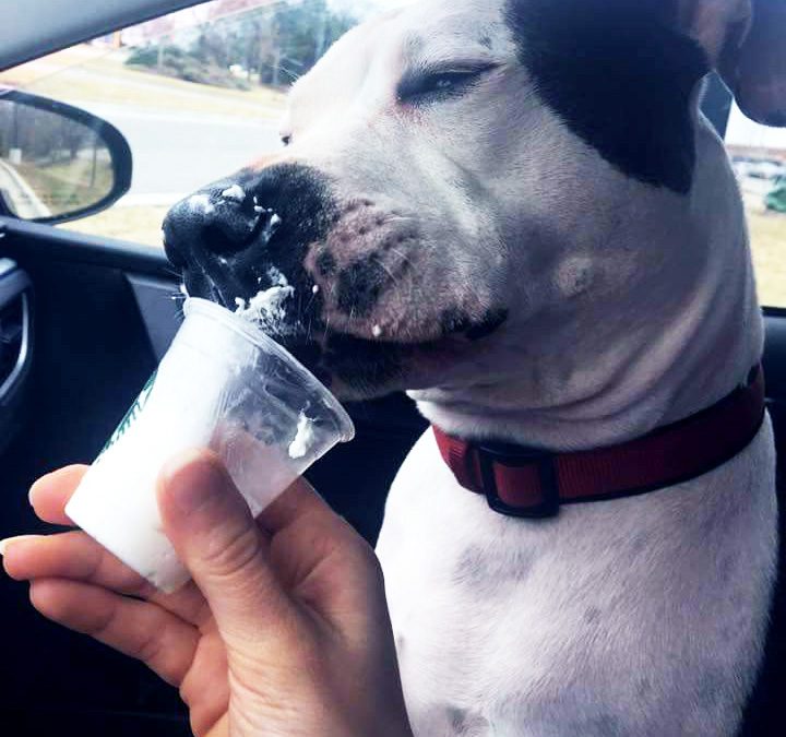 Rescue Dog of the Month: Corrine