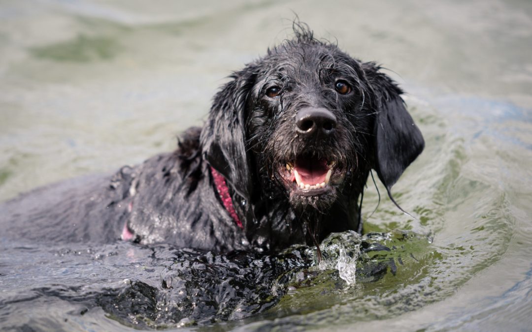 10 Ways to Celebrate Earth Day with Your Dog