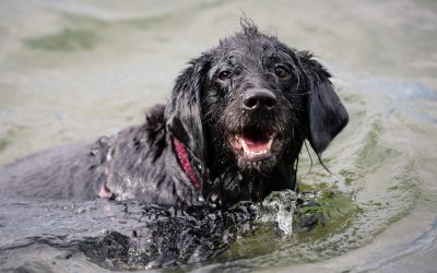 10 Ways to Celebrate Earth Day with Your Dog