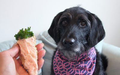 Carrot ‘Cake’ Dog Treats