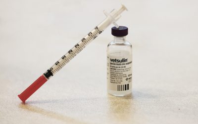 18 Tips & Tricks for Dogs with Diabetes