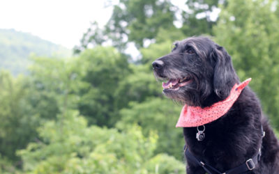 Izzy’s Latest Adventure: Kentucky, Tennessee, North Carolina & South Carolina