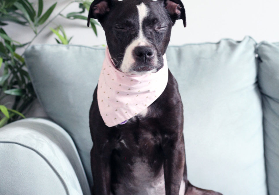 Mylah Medical Foundation + How It All Came Together