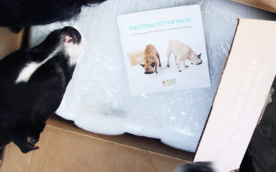 Fresh, Healthy Dog Food with Real Ingredients | NomNomNow Unboxing Review