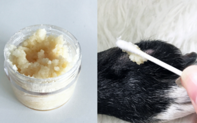 DIY Soothing Wound Cream for Dogs