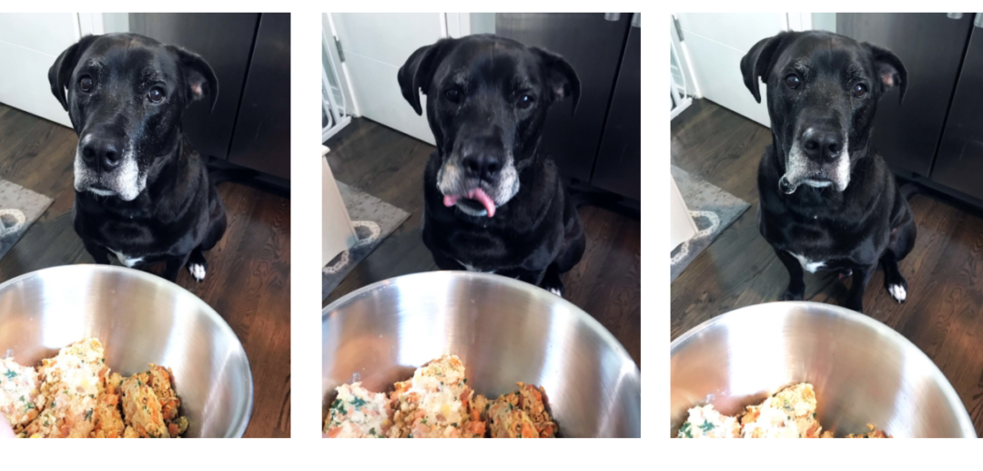 NomNomNow Review After Two Weeks of Feeding to Hudson